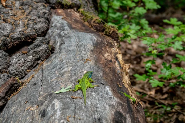 Male of green lizard Lacerta viridis on a tree trunk — Stock Photo, Image