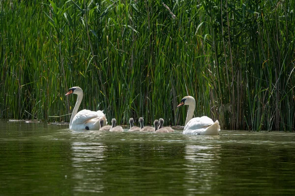 Madre cisne mudo y Cygnets nadando en un lago — Foto de Stock