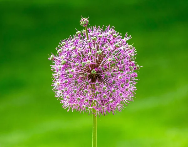 Fiore di allium viola gigante su un campo — Foto Stock