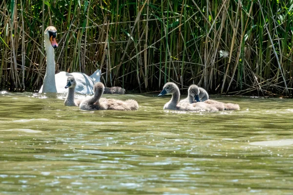 Madre cisne mudo y Cygnets nadando en un lago — Foto de Stock