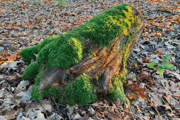 Belle mousse verte dans la forêt à l'automne — Photo