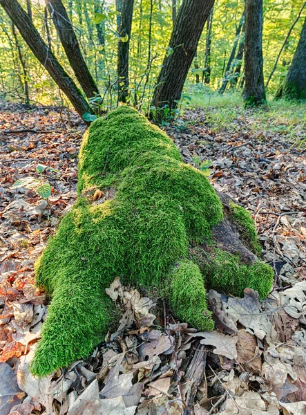 Belle mousse verte dans la forêt à l'automne — Photo