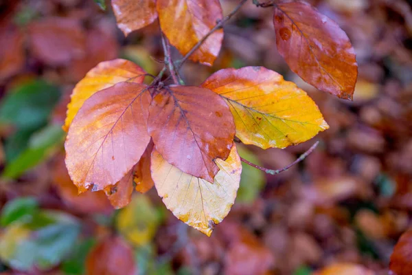 Feuilles colorées dans la forêt d'automne — Photo