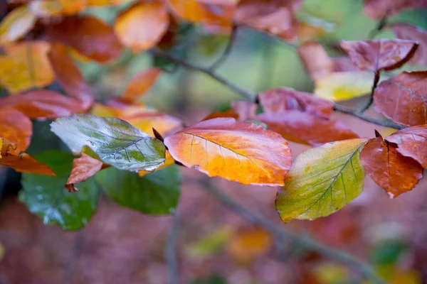 Hojas coloridas en el bosque otoñal — Foto de Stock