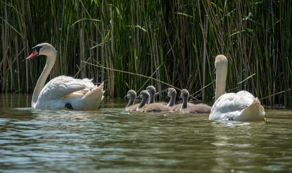 Madre cisne mudo y Cygnets nadando en un lago — Foto de Stock