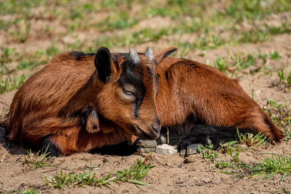 Junge braune Ziege im Frühjahr auf der Wiese — Stockfoto