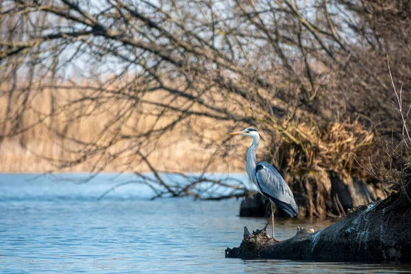 Vackert grått häger fiske på en sjö — Stockfoto