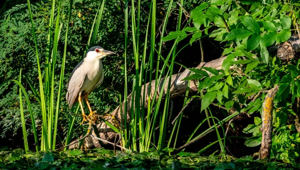 Garça da noite sentada no ramo em um lago — Fotografia de Stock