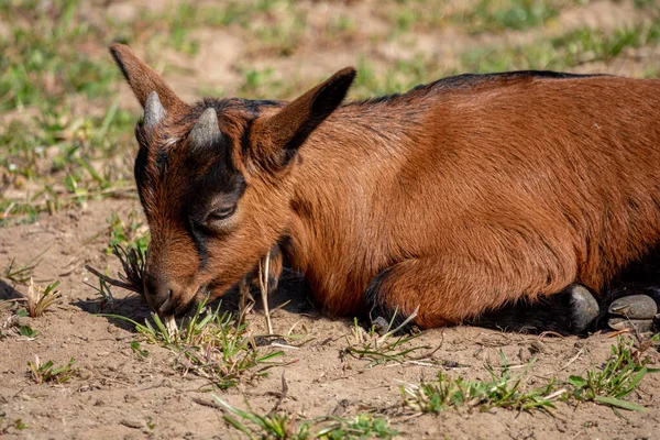 Молодой коричневый козел на траве весной — стоковое фото