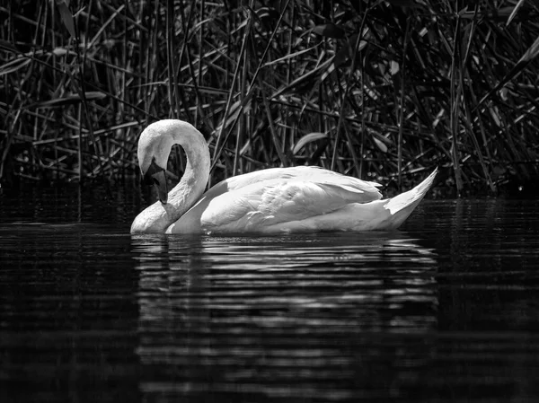 Cisne nadando na água em preto e branco — Fotografia de Stock