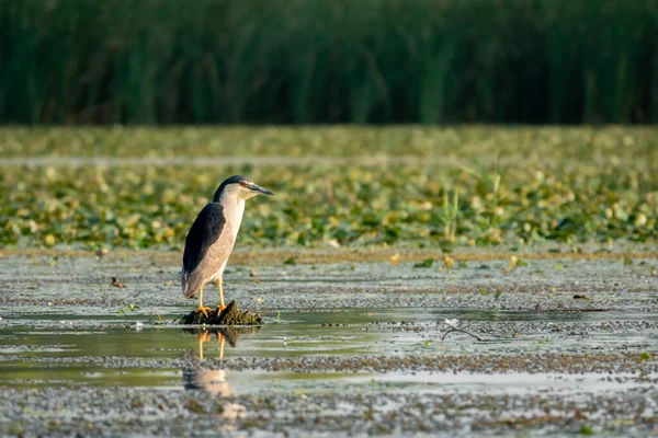 Nachtreiher sitzt auf dem Ast am See — Stockfoto