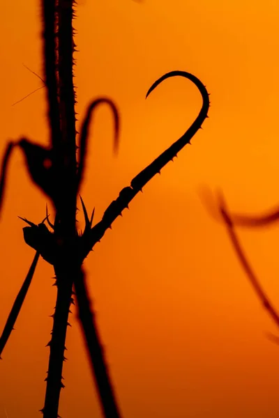 Silhouet van onkruid op de weide bij zonsondergang — Stockfoto