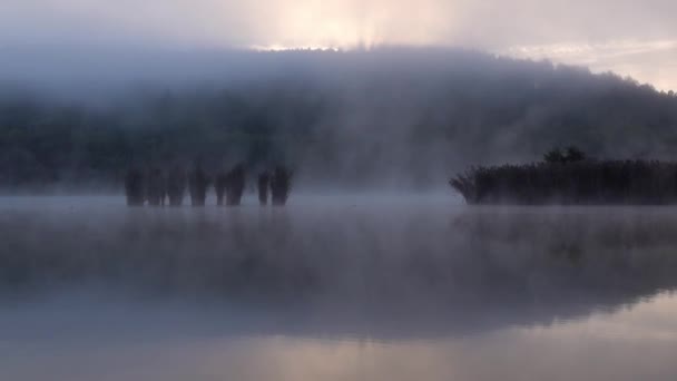Brouillard matinal sur le paysage lac Hermann Otto — Video