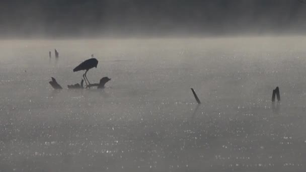 Γκρίζο Heron κυνήγι το πρωί — Αρχείο Βίντεο