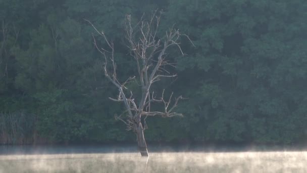 Niebla de la mañana sobre el paisaje lago Hermann Otto — Vídeo de stock