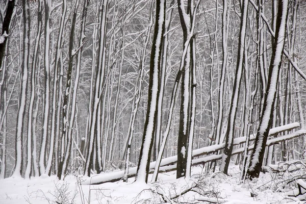 Χιονοσκέπαστο χειμερινές δάσος — Φωτογραφία Αρχείου