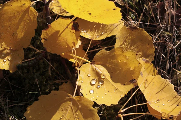 Yellow cottonwood leaves with morning dew — Stock Photo, Image