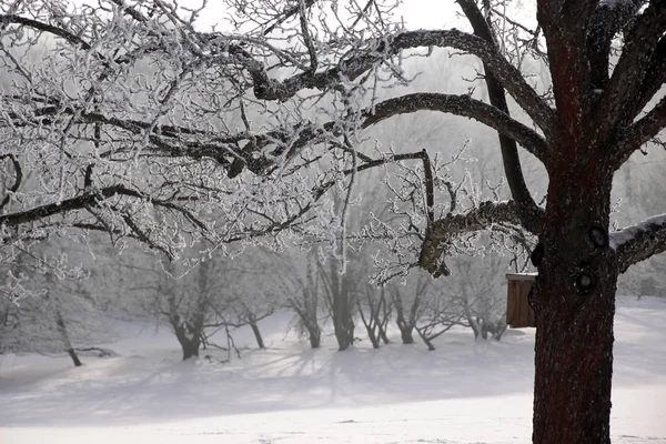 Foresta invernale innevata — Foto Stock