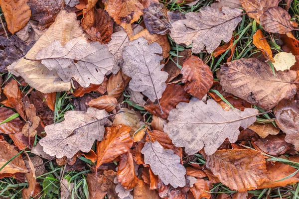 Brown autumn leaves with morning frost — Stock Photo, Image