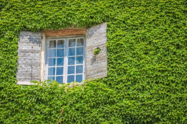 Sarmaşık, Joucas, Provence, Fransa 'daki evlerin pencereleri