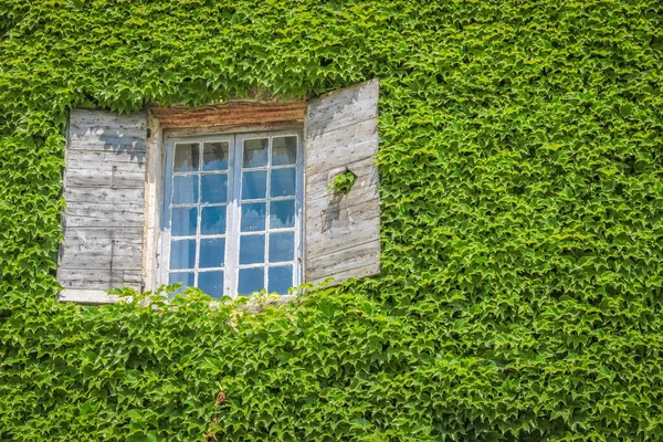 Fönster Hus Överväxt Med Murgröna Joucas Provence Frankrike — Stockfoto