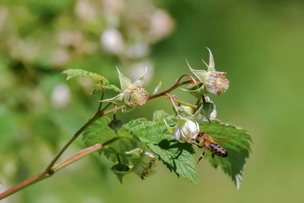 bir arı nektarı ahududu çiçekler toplar.