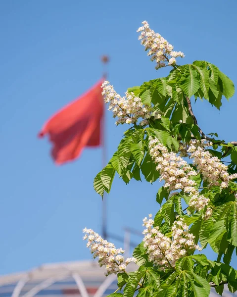 kestane zafer kızıl bayrak arka plan üzerinde çiçeklenme