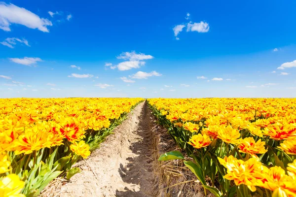 Beautiful Yellow Flowers Field Rows Sky Horizon Sunny Day Summer — Stock Photo, Image