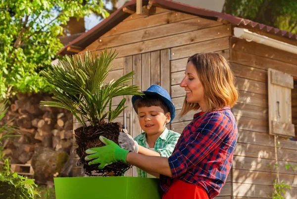 Jeune Mère Son Petit Fils Plantant Palmier Dans Conteneur Ensemble — Photo