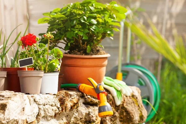 ツール ブランク ラベル屋外の鉢に観葉植物ガーデニング — ストック写真