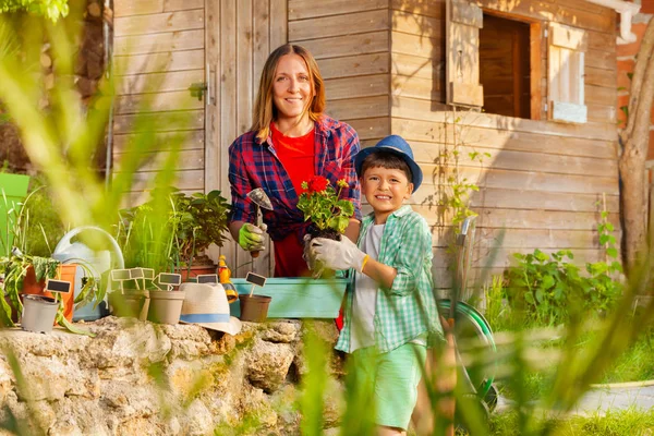 Ritratto Madre Sorridente Suo Piccolo Figlio Piantare Geranio Rosso Contenitore — Foto Stock