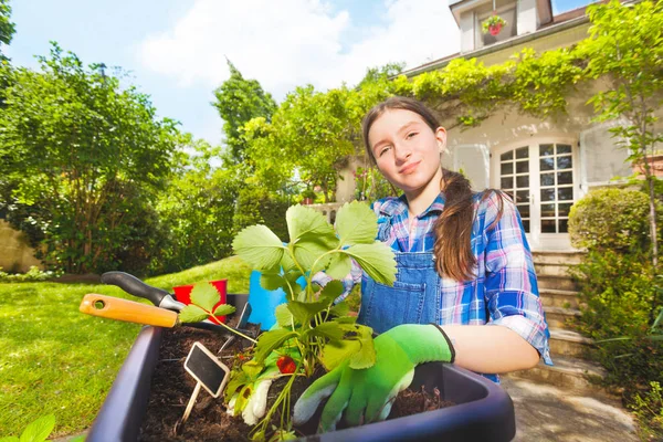 Portrait of preteen girl wearing gardening gloves, planting strawberries in container in the yard in summer