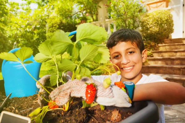 快乐青春期男孩的肖像 穿着园艺手套 在容器里种植草莓 — 图库照片
