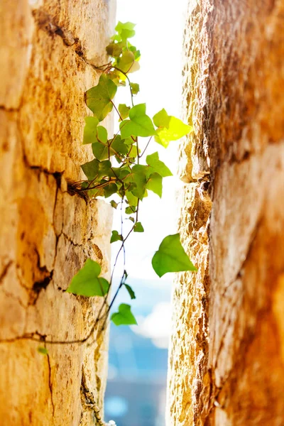 Close Picture Fresh Shoots Ivy Plant Creeping Sandstone Walls — Stock Photo, Image