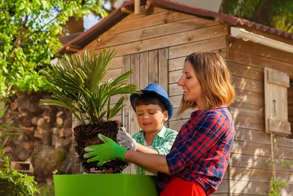 Junge Mutter Und Ihr Kleiner Sohn Pflanzen Gemeinsam Palme Einem — Stockfoto