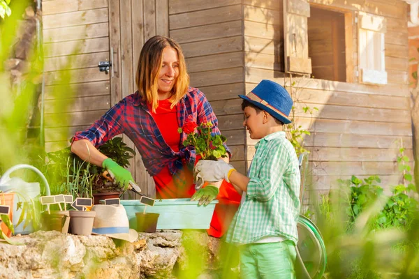 Mutlu Genç Anne Küçük Oğlu Bitkiler Birlikte Bahçede Çömlekçilik Portre — Stok fotoğraf