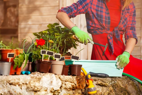 Frauenhände Gartenhandschuhen Halten Spachtel Während Sie Pflanzen Einem Neuen Container — Stockfoto