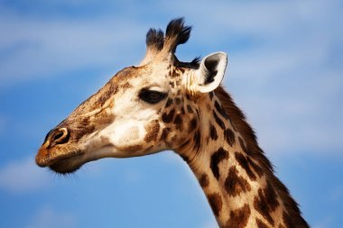 Profilde Kenya Ulusal park, Afrika zürafa başkanı büyük yakın fotoğraf