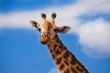Kenya Ulusal park, Afrika mavi gökyüzünde kafasına zürafa büyük yakın fotoğraf