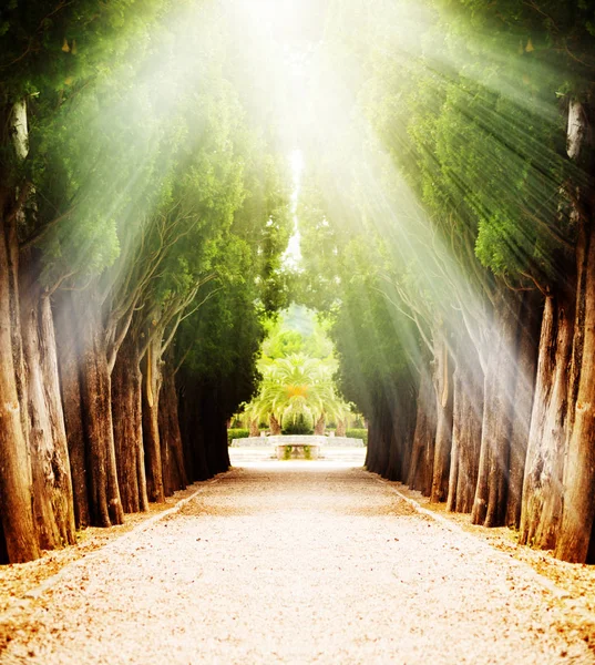 Gränd Med Sekelgamla Träd Och Solen Strålar Passerar Från Ovan — Stockfoto