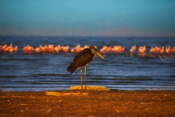 Bocian Ptak Różowe Flamingi Nad Jeziorem Backgrounding Kenia Nakuru National — Zdjęcie stockowe