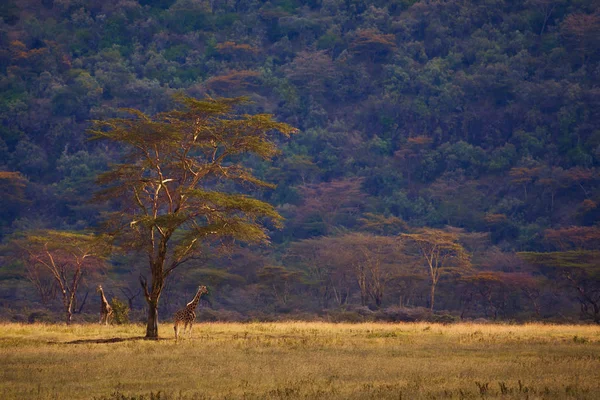 Girafa Sob Enormes Árvores Savana Africana Quênia — Fotografia de Stock
