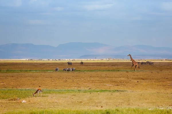 Zürafa Zebralar Kenya Savana Uçak Doğal Park Afrika — Stok fotoğraf