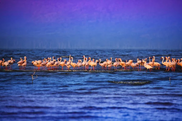 Group Pink Flamingoes Lake Water Rain Kenya Nakuru National Park — Stock Photo, Image