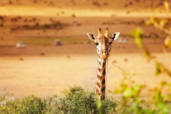 长颈鹿头从非洲肯尼亚国家公园的灌木丛中往外看 — 图库照片