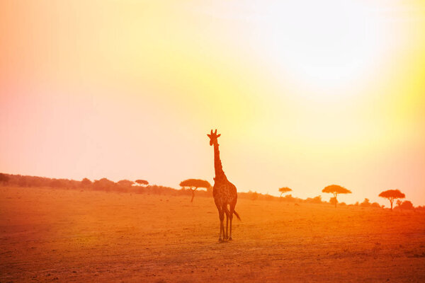 Giraffe walking in the evening light over savannah background in Kenya national park, Africa