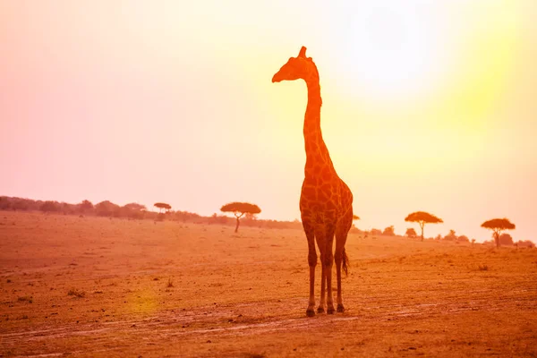 非洲肯尼亚国家公园日落灯光下的长颈鹿概况 — 图库照片