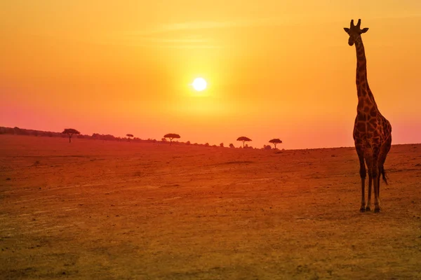 Jirafa Puesta Sol Sobre Parque Nacional Sabana Kenia África — Foto de Stock