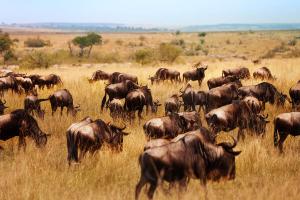 Large group of wildebeest animals in natural park Maasai Mara, Kenya , Africa