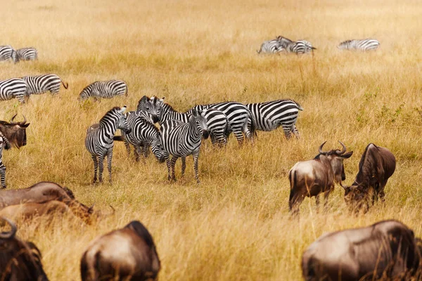 Groups of zebra and wildebeests in the field in Kenya national park, Africa